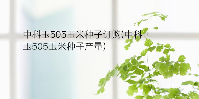 中科玉505玉米种子订购(中科玉505玉米种子产量)