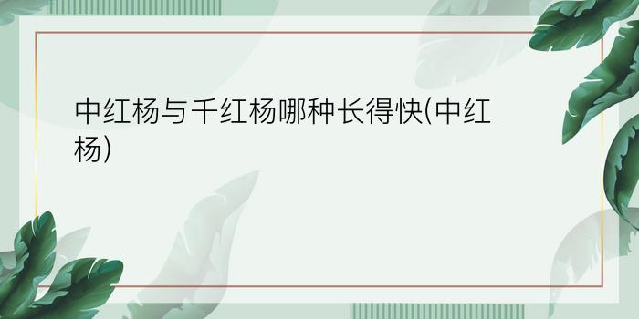 中红杨与千红杨哪种长得快(中红杨)