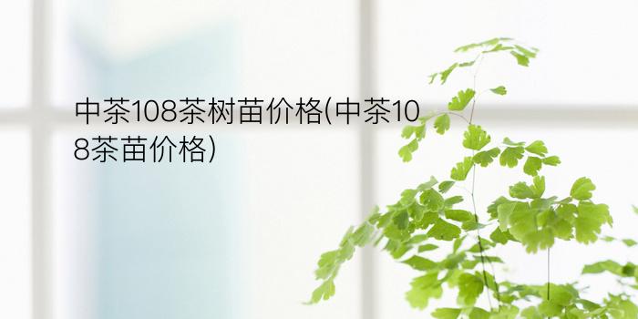 中茶108茶树苗价格(中茶108茶苗价格)