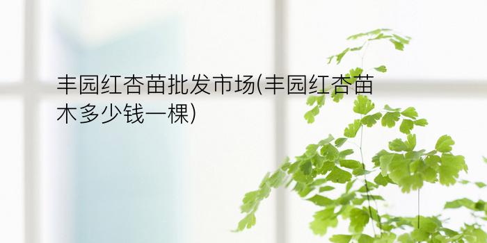 丰园红杏苗批发市场(丰园红杏苗木多少钱一棵)