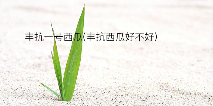 丰抗一号西瓜(丰抗西瓜好不好)