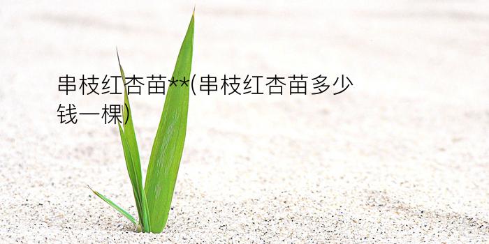 串枝红杏苗**(串枝红杏苗多少钱一棵)