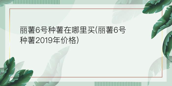 丽薯6号种薯在哪里买(丽薯6号种薯2019年价格)