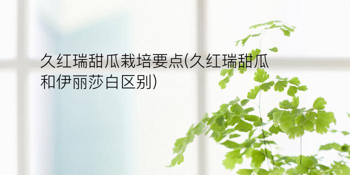 久红瑞甜瓜栽培要点(久红瑞甜瓜和伊丽莎白区别)