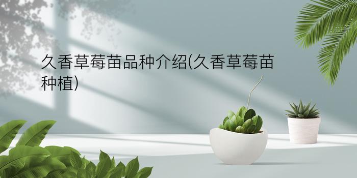 久香草莓苗品种介绍(久香草莓苗种植)