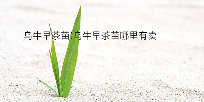 乌牛早茶苗(乌牛早茶苗哪里有卖)