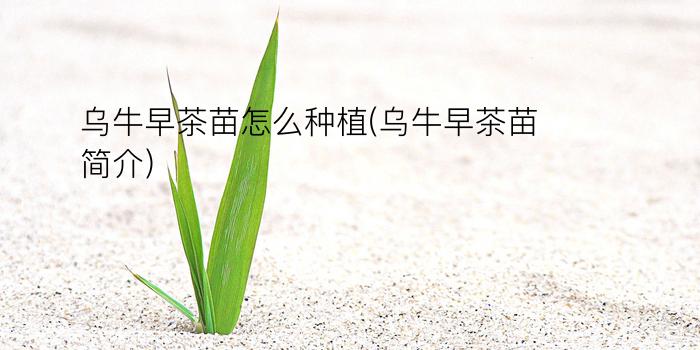 乌牛早茶苗怎么种植(乌牛早茶苗简介)