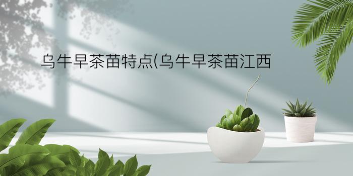 乌牛早茶苗特点(乌牛早茶苗江西)