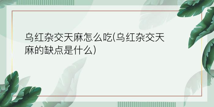 乌红杂交天麻怎么吃(乌红杂交天麻的缺点是什么)