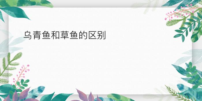 乌青鱼和草鱼的区别