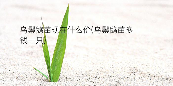 乌鬃鹅苗现在什么价(乌鬃鹅苗多钱一只)