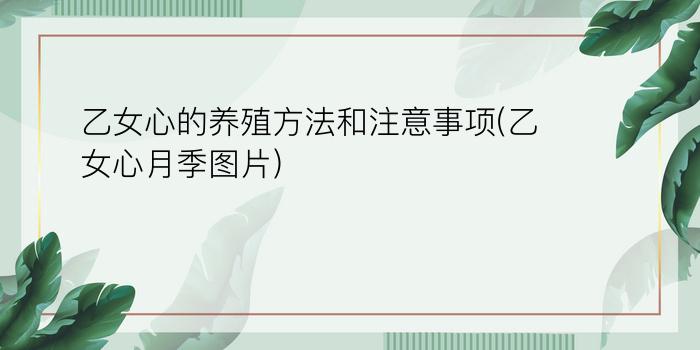 乙女心的养殖方法和注意事项(乙女心月季图片)