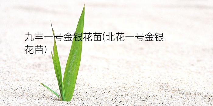 九丰一号金银花苗(北花一号金银花苗)