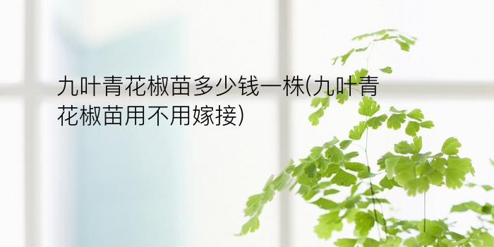 九叶青花椒苗多少钱一株(九叶青花椒苗用不用嫁接)