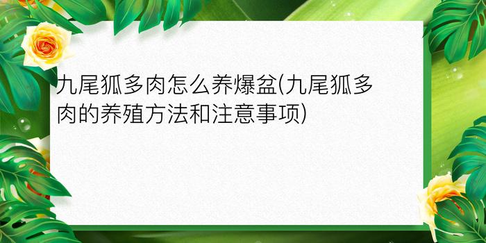 九尾狐多肉怎么养爆盆(九尾狐多肉的养殖方法和注意事项)