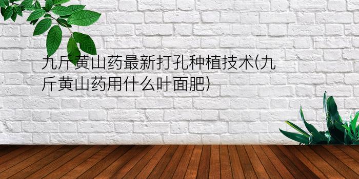 九斤黄山药最新打孔种植技术(九斤黄山药用什么叶面肥)