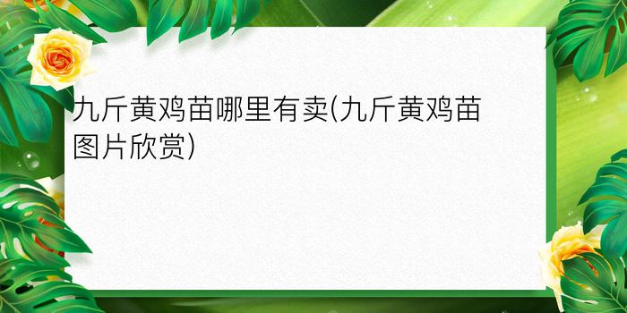 九斤黄鸡苗哪里有卖(九斤黄鸡苗图片欣赏)