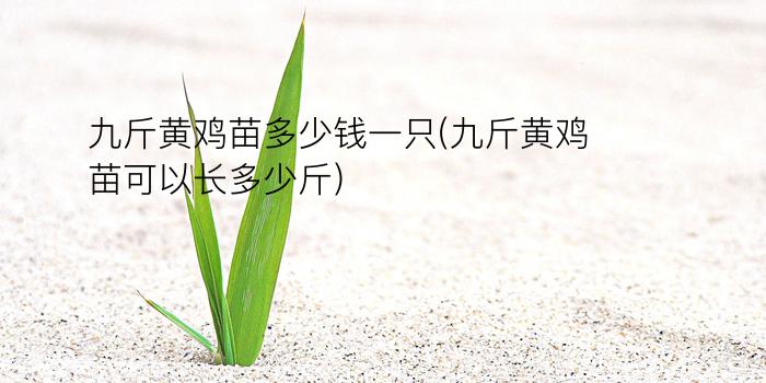 九斤黄鸡苗多少钱一只(九斤黄鸡苗可以长多少斤)