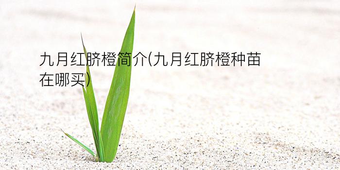 九月红脐橙简介(九月红脐橙种苗在哪买)