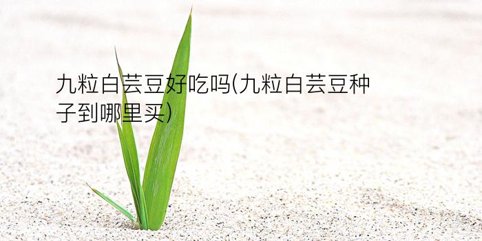 九粒白芸豆好吃吗(九粒白芸豆种子到哪里买)