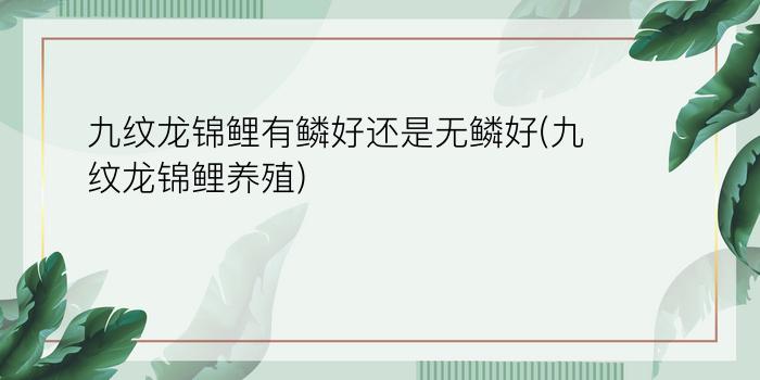 九纹龙锦鲤有鳞好还是无鳞好(九纹龙锦鲤养殖)