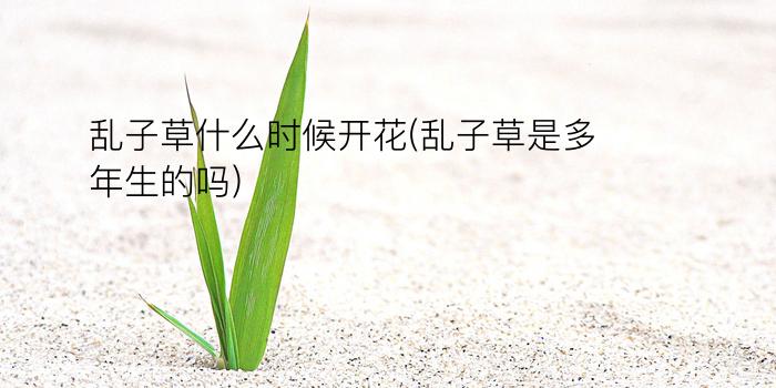 乱子草什么时候开花(乱子草是多年生的吗)