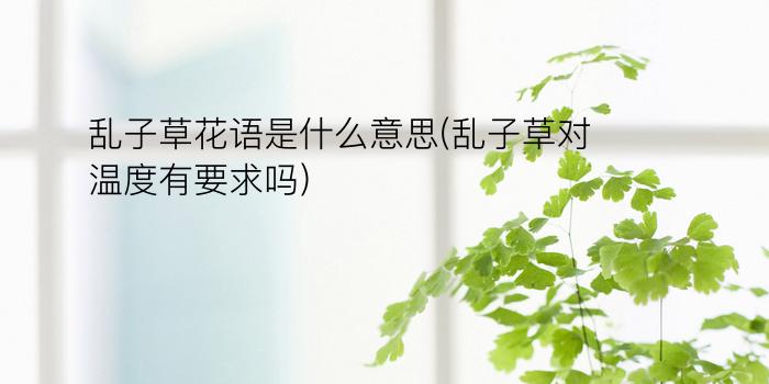 乱子草花语是什么意思(乱子草对温度有要求吗)