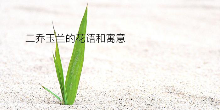 二乔玉兰的花语和寓意