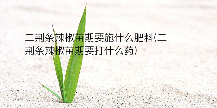 二荆条辣椒苗期要施什么肥料(二荆条辣椒苗期要打什么药)