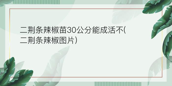 二荆条辣椒苗30公分能成活不(二荆条辣椒图片)