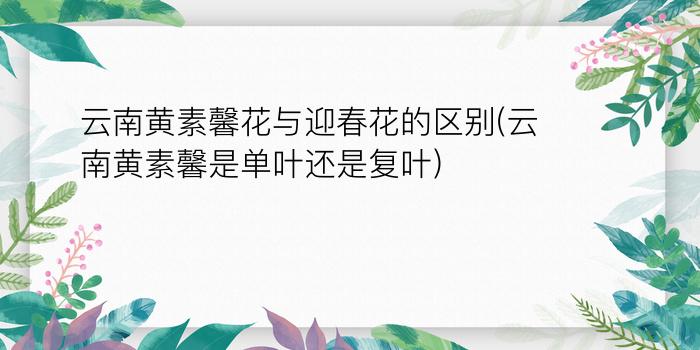 云南黄素馨花与迎春花的区别(云南黄素馨是单叶还是复叶)