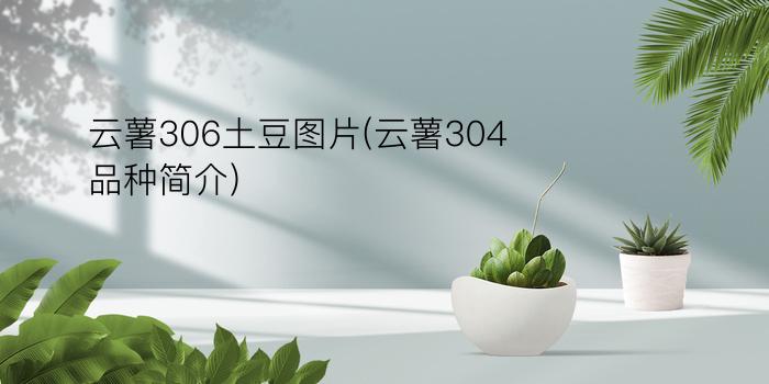 云薯306土豆图片(云薯304品种简介)