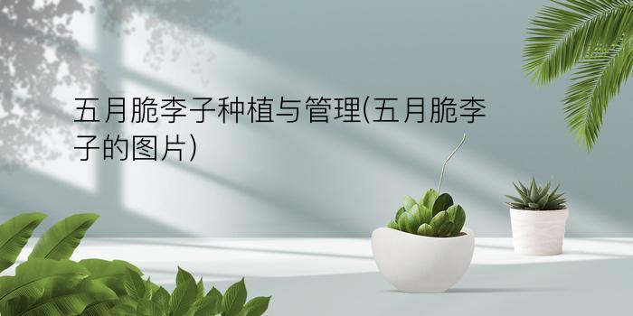 五月脆李子种植与管理(五月脆李子的图片)