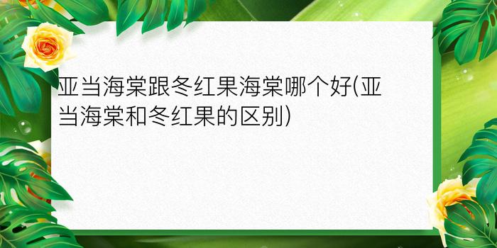 亚当海棠跟冬红果海棠哪个好(亚当海棠和冬红果的区别)