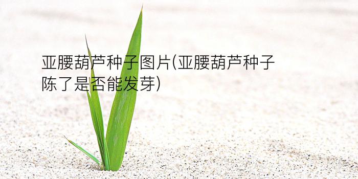 亚腰葫芦种子图片(亚腰葫芦种子陈了是否能发芽)