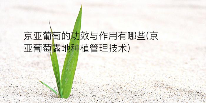 京亚葡萄的功效与作用有哪些(京亚葡萄露地种植管理技术)