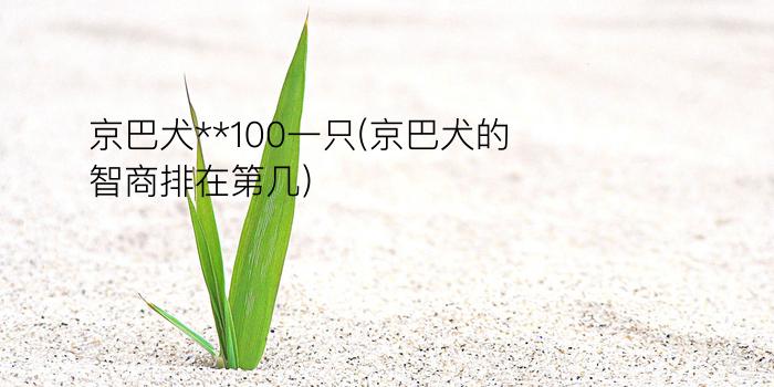 京巴犬**100一只(京巴犬的智商排在第几)