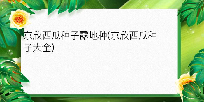 京欣西瓜种子露地种(京欣西瓜种子大全)