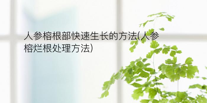 人参榕根部快速生长的方法(人参榕烂根处理方法)