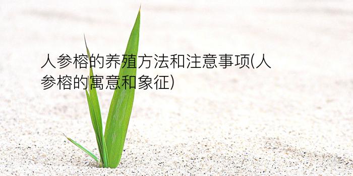 人参榕的养殖方法和注意事项(人参榕的寓意和象征)