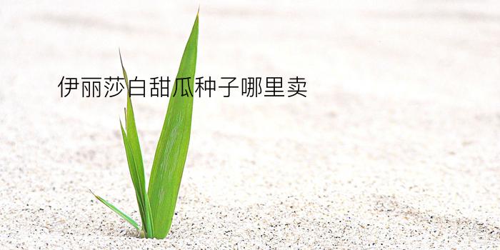 伊丽莎白甜瓜种子哪里卖