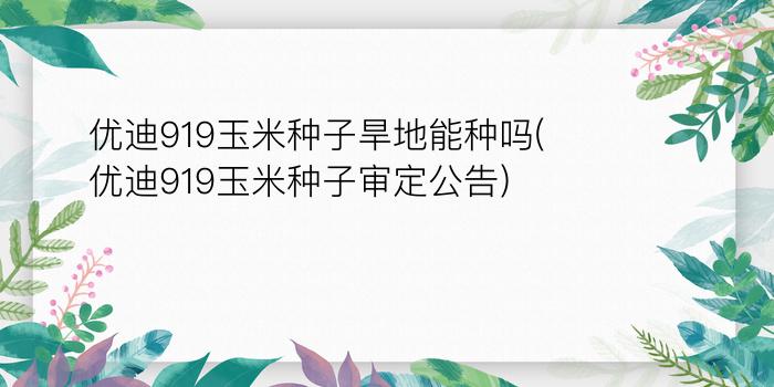 优迪919玉米种子旱地能种吗(优迪919玉米种子审定公告)