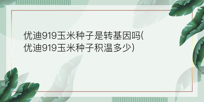 优迪919玉米种子是转基因吗(优迪919玉米种子积温多少)