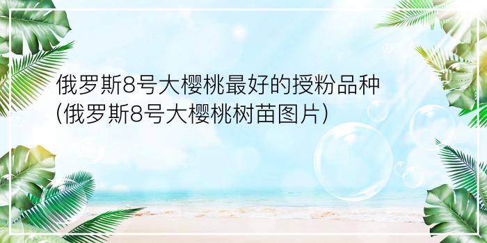 俄罗斯8号大樱桃最好的授粉品种(俄罗斯8号大樱桃树苗图片)