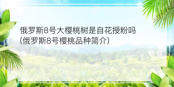 俄罗斯8号大樱桃树是自花授粉吗(俄罗斯8号樱桃品种简介)