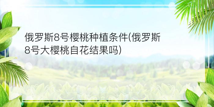 俄罗斯8号樱桃种植条件(俄罗斯8号大樱桃自花结果吗)