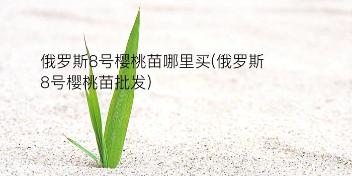 俄罗斯8号樱桃苗哪里买(俄罗斯8号樱桃苗批发)