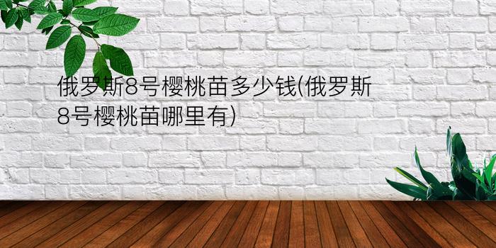 俄罗斯8号樱桃苗多少钱(俄罗斯8号樱桃苗哪里有)