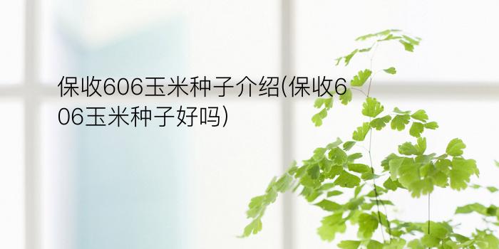 保收606玉米种子介绍(保收606玉米种子好吗)