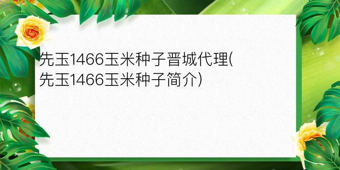 先玉1466玉米种子晋城代理(先玉1466玉米种子简介)